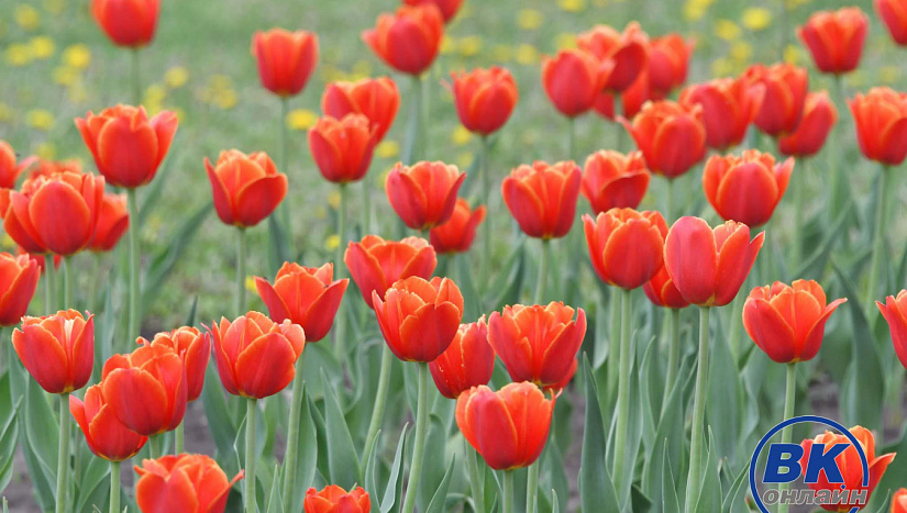 12 мая в истории и архиве "ВК"