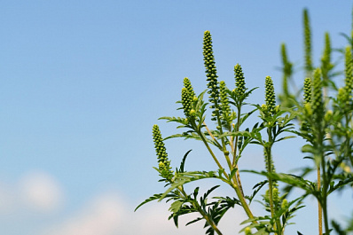 Прививка против амброзии: как избавиться от аллергии на растения и дышать полной грудью