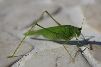 В Сызрани нашли огромного кузнечика из Красной книги
