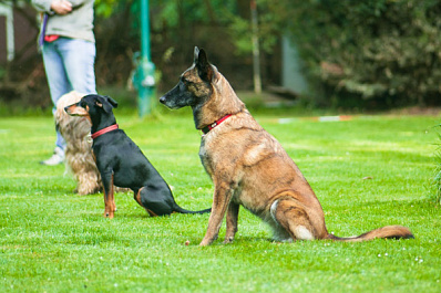 В Самаре появилась новая площадка для выгула собак
