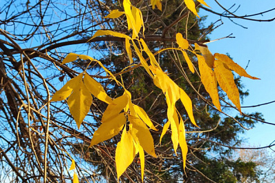 Синоптики рассказали, какая погода ожидается в ноябре в Самарской области 