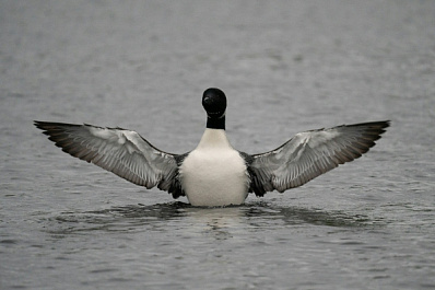 Более 700 пострадавших от мазута птиц выхаживают в сафари-парке