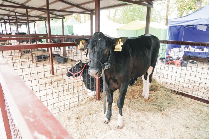 Умная ферма: сколько времени и сил требуют племенные коровы