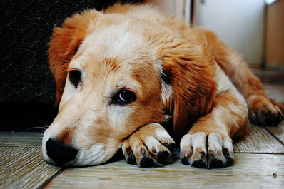 Почему питомец грустит: кинологи рассказали, бывает ли у собак депрессия 