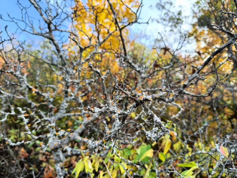 В Самарской области 13 октября появится солнце и пройдет дождь