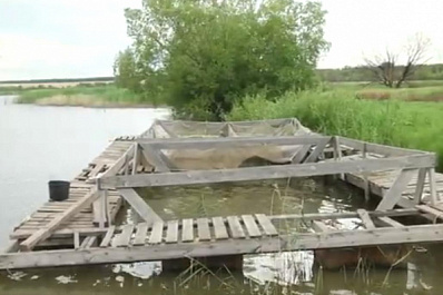 Как глава хозяйства из Пестравского района открыл прибыльную рыбную ферму