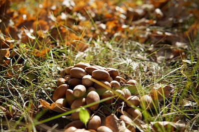 В Самарской области возрождают дубовые рощи