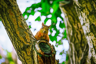 В Самаре стартовал весенне-летний парковый сезон