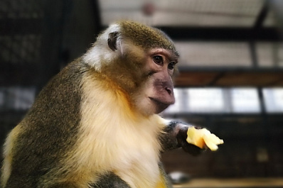 В самарском зоопарке поселился золотистый мангобей