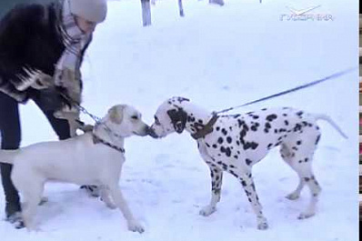 О преимуществах владельцев живого талисмана наступающего года Собаки