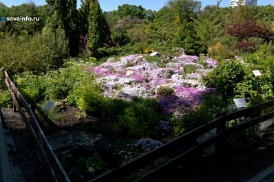 Металлурги высадили краснокнижные цветы в Ботаническом саду Самары