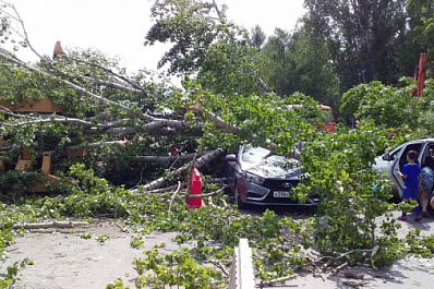 В Самаре на автомобиль рухнул огромный тополь