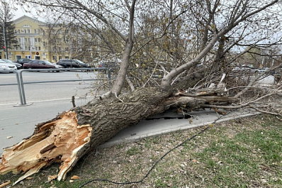 Жителю Самарской области выплатили компенсацию за упавшее на машину дерево