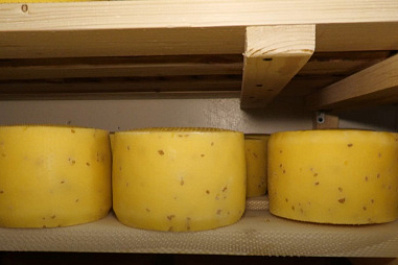 Супруги из Безенчукского района развивают ферму и производство сыра благодаря господдержке