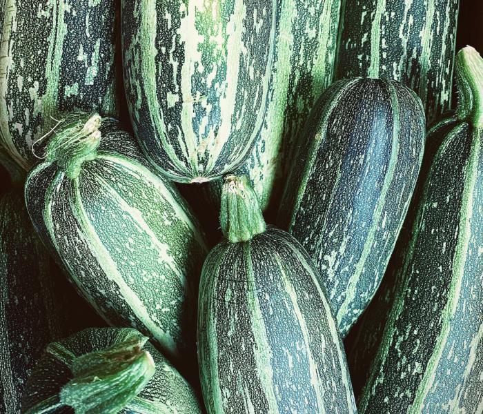 В Самарской области пройдет конкурс на самый большой кабачок