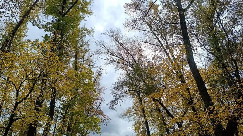 Погода на 7 октября 2025 года: народные приметы и прогноз синоптиков