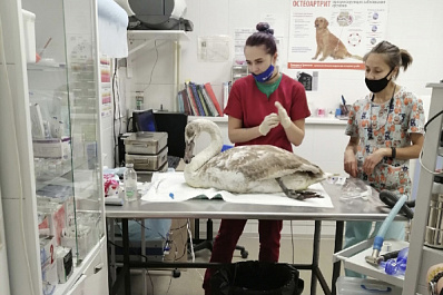 В Самарской области неравнодушные люди борются за жизнь лебедя-шипуна