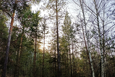 Самарские лесники заготовили более 10 тонн семян для лесовосстановления