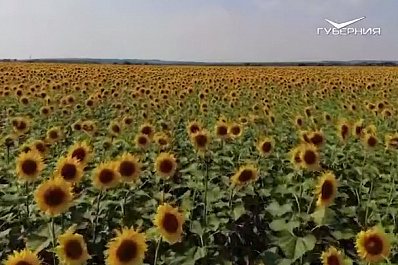 Технологии повышения урожайности: в Самарской области стартовал проект по семеноводству гибридов подсолнечника