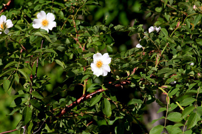 Название статьи