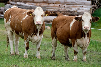 Грантовая поддержка сельского хозяйства: как она работает для фермеров Самарской области