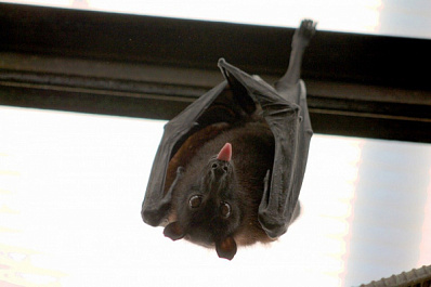 В Сызрани в дом залетел кровожадный хищник