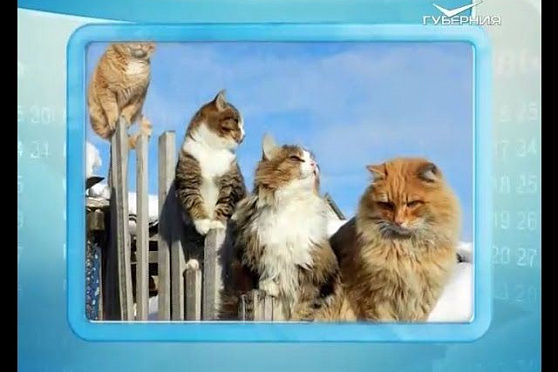 Календарь губернии 25.12.2015