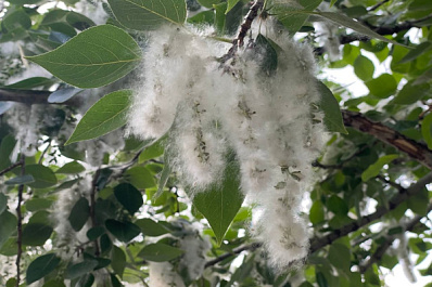 В Самарской области лесоруба наказали за уничтожение тополя и клена