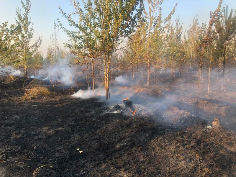 Пожар в лесничестве Тольятти полностью ликвидирован