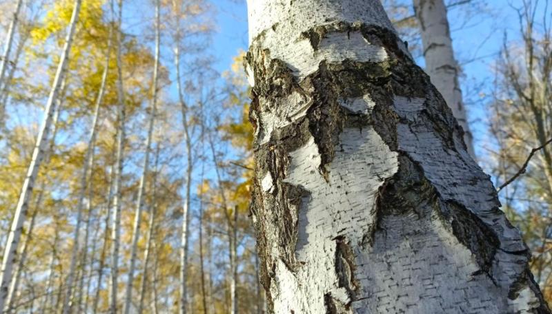 Что будет, если не лечить аллергию: ответ терапевта