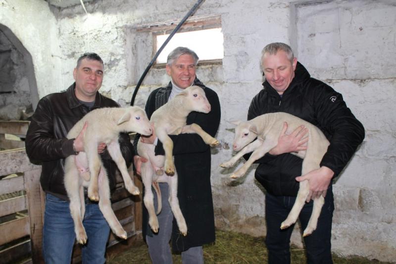 Мясо, шерсть и молоко: благодаря господдержке поголовье овец и коз в Самарской области увеличилось почти на 6 тыс.
