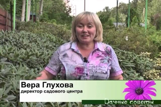 Дачные советы 23.08.2012