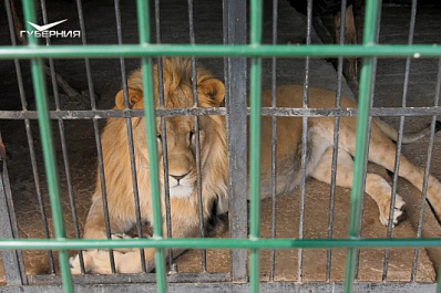 В самарском зоопарке отметили день рождения льва Алтая