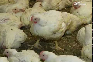 Развитие сельского хозяйства в Самарской области обсудили на заседании коллегии профильного министерства