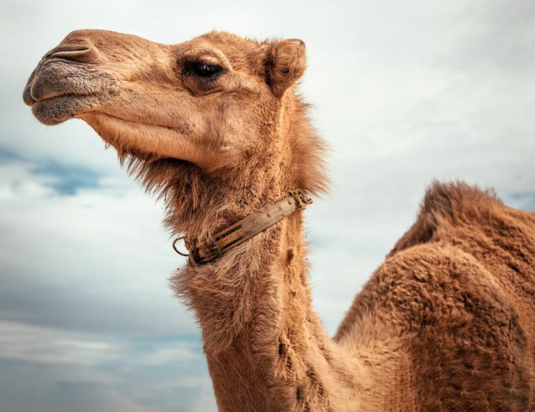 Верблюда-женоненавистника доставили к "невестам" на экскаваторе