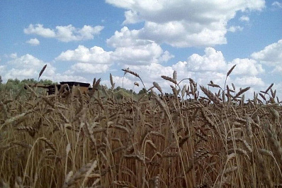 Самарская область поделится хлебом со странами Азии и Северной Африки