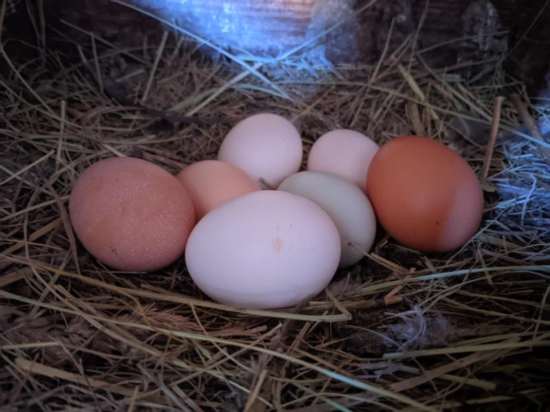 В Самарской области реанимируют птицефабрику