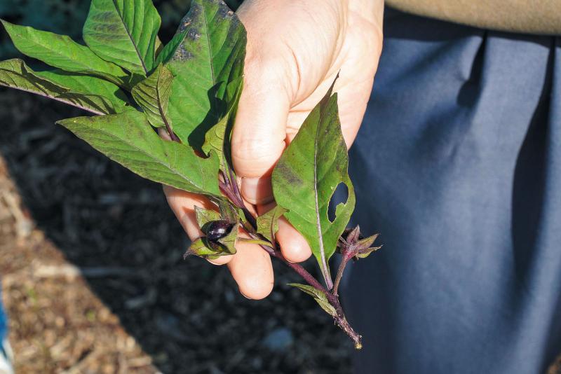 Растущий интерес: как самарские ученые исследуют лекарственную флору