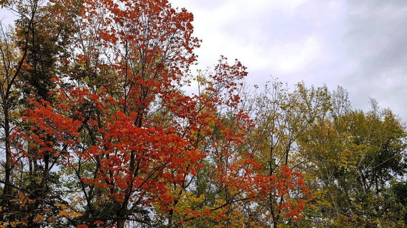 Россияне выбрали имя детенышу орангутана, родившемуся в зоопарке