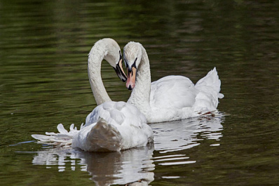 Самых заботливых пушистых мам показали в Международный день семьи