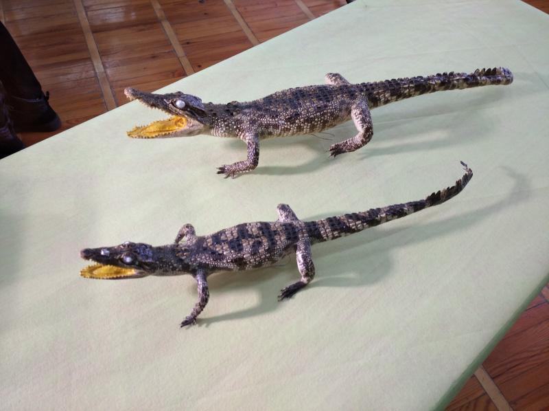 Самарцам подарили чучела редких крокодилов