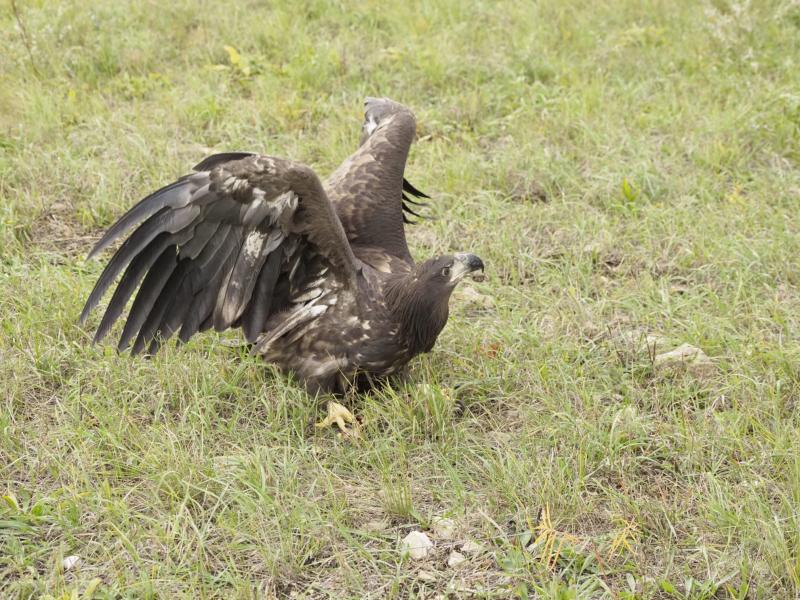 В Самарской области краснокнижный орлан вернулся обратно в природу