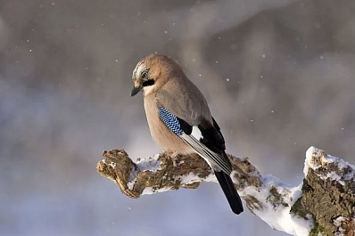 Снегопад в Самарской области продолжится несколько дней