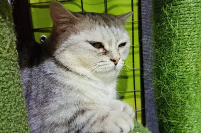 Самарцев 29 и 30 ноября приглашают на WOOF-фестиваль