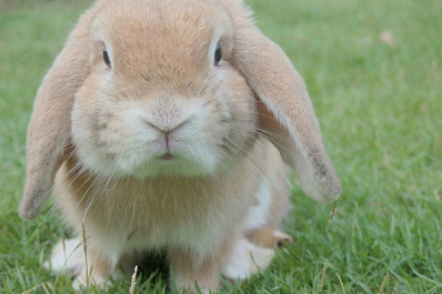 Международный день кролика: какие праздники отмечают 28 сентября