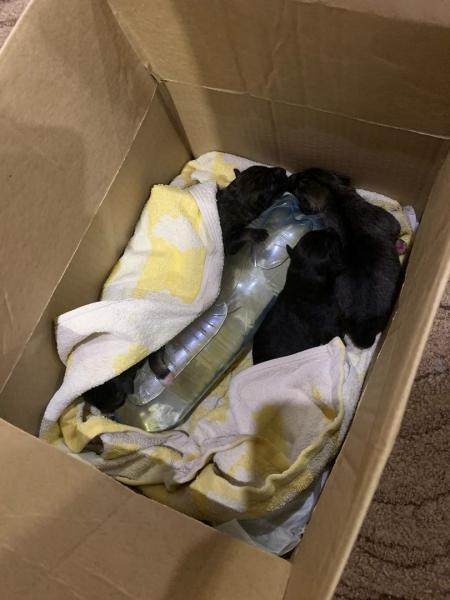 В Самаре люди выкинули новорожденных щенков на мусорку