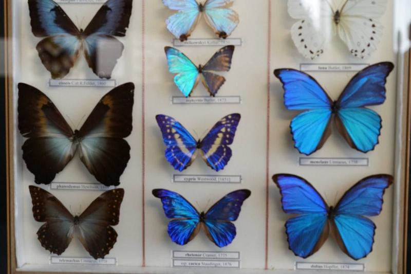 В Самарском университете при поддержке Дмитрия Азарова появился уникальный "Умный дом бабочек" 
