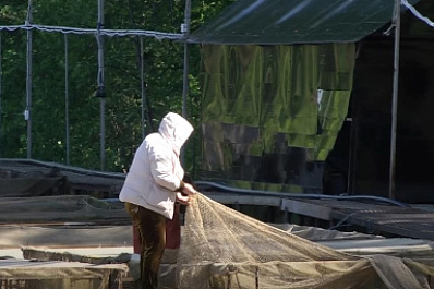 Жители региона смогут отведать деликатесной черной икры самарского производства