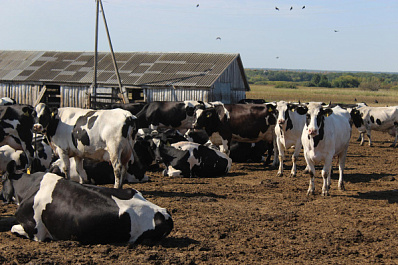 Комплексный подход: предприятие из Кошкинского района добивается результатов в животноводстве и растениеводстве