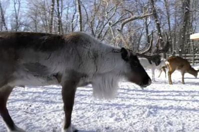 Туристический проект "Поехали" открыл для самарцев  "Зимнюю сказку"